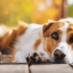 Huile CBD Animaux : Un Allié pour la Santé de Vos Compagnons sdxl-165cc523b8ada4b23c1683ee49d925a5