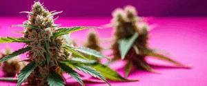 Fleur CBD Bio : Un Choix Naturel pour le Bien-être