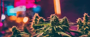 La CBD se fume-t-elle de la même manière que la marijuana ?